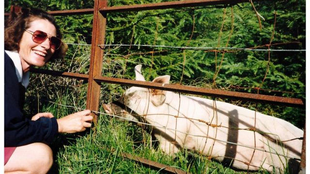 A Lismore pig