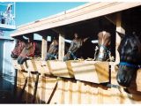 Horses on board