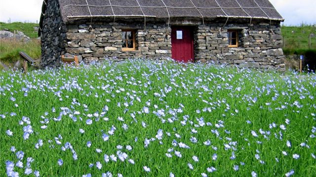 Taigh Iseabal with flax