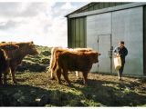 Feeding the cattle