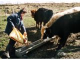 Feeding on the croft April 2001
