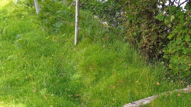 Collapsed fence