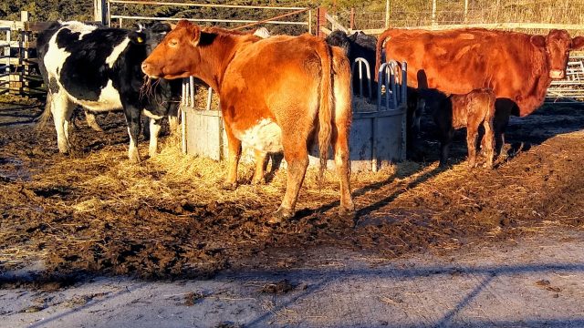 John Carmichael's cows