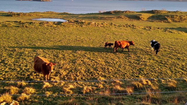 John Carmichael's four day old calf