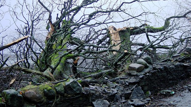 Tree and wall, Achnacroish