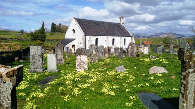 Parish Church from the old graveyard. Graveyard, church and primroses